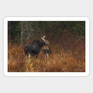 Moose and calf - Algonquin Park, Canada Sticker